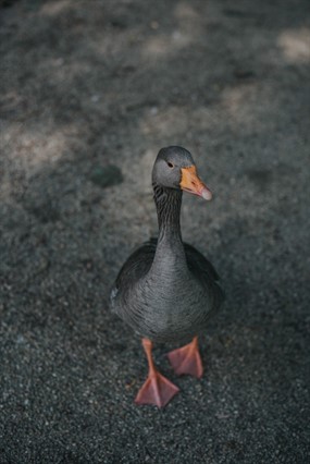 黑色麻鸭子图片
